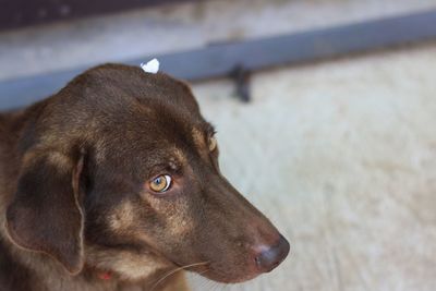 Close-up of dog looking away