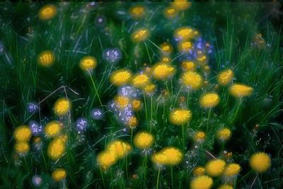 Close-up of yellow flowering plant on field