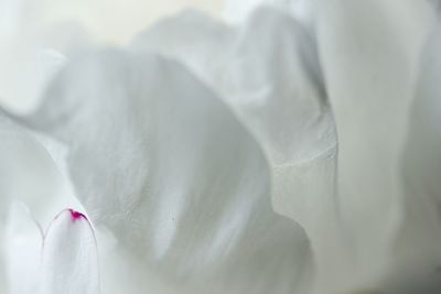 Detail of flower petal