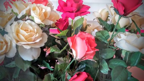 Close-up of red rose blooming