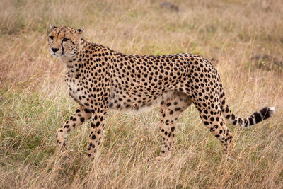 Cheetah walking on grassy field 