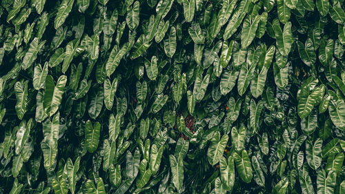 Full frame shot of palm tree