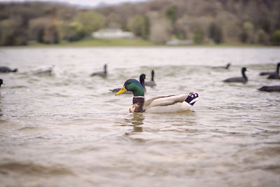 Ducks swimming in water