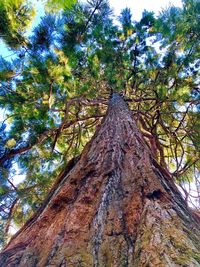 Low angle view of trees against sky