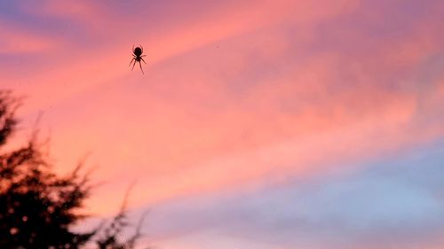 Low angle view of silhouette person against sky during sunset