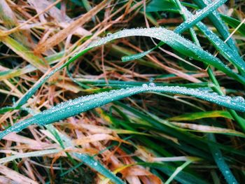 High angle view of lizard on grass