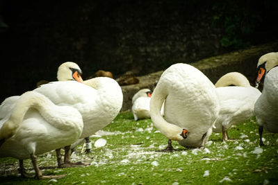 Swans in a lake