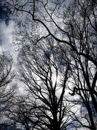 Low angle view of silhouette bare tree against sky