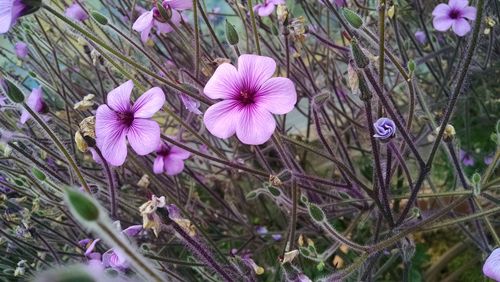 Close-up of pink flowers blooming outdoors