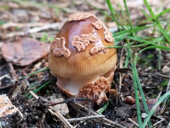 Close-up of mushrooms growing on field