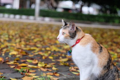 View of a cat looking away