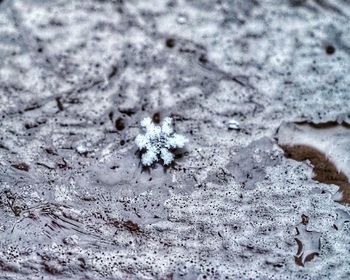 Close-up of snowflakes on snow