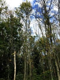 Low angle view of trees against sky