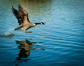 Bird flying over lake