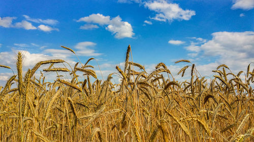 Wheat field against sky