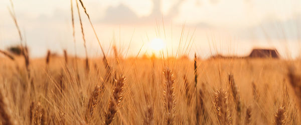 Close-up of wheat field against sky