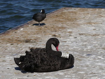 Black swan on lake