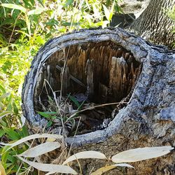 Close-up of log