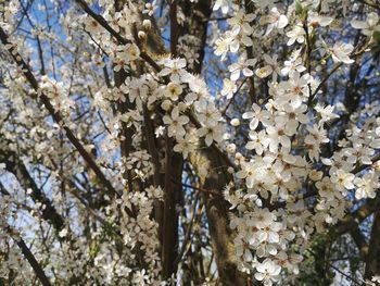 Low angle view of cherry blossom tree