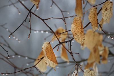 Close-up of dry leaves on branch