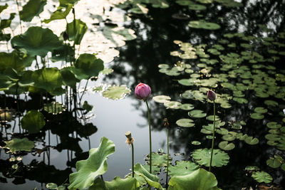 Close-up of lotus water lily in pond