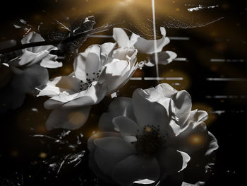 Close-up of white flowering plant