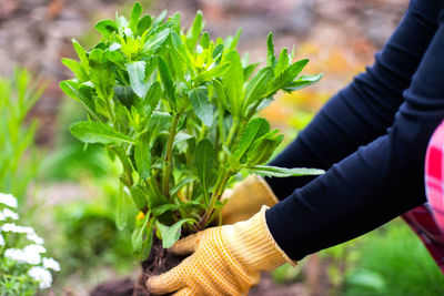 Cropped hand of man watering plants