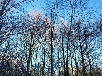 Low angle view of bare trees against sky