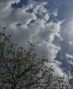 Low angle view of bare trees against cloudy sky
