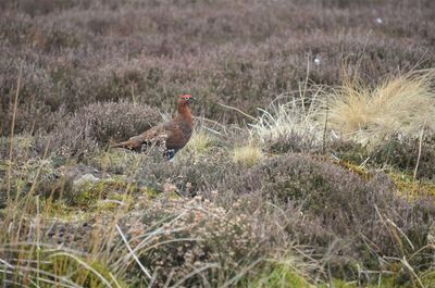 Side view of a bird on land