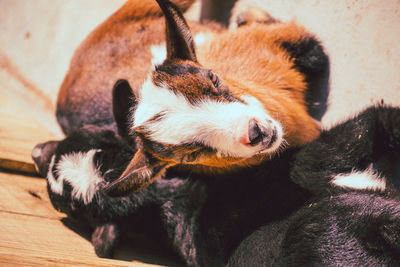 Close-up portrait of a baby goat resting