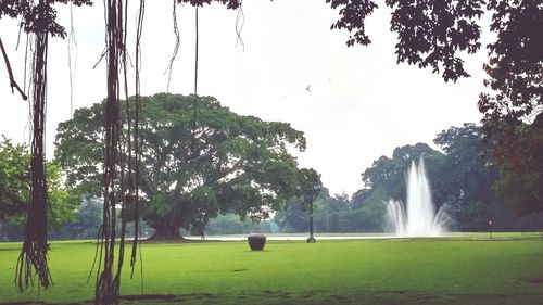 Trees growing on landscape