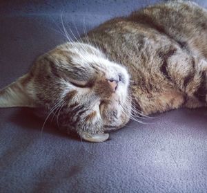 Close-up of cat sleeping