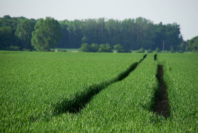 Scenic view of farm against sky