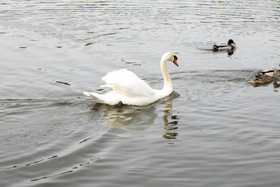 Swans swimming in lake