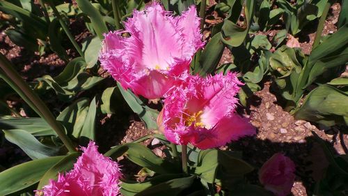 Close-up of pink flowers