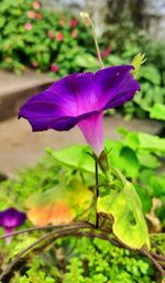 Close-up of purple flowering plant