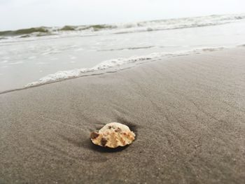 View of seashell on beach