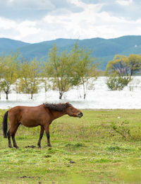 Horse grazing on field