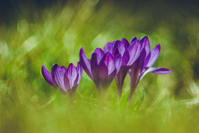 Close-up of purple crocus flowers on field