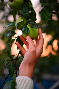 Close-up of hand holding fruit