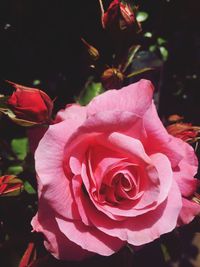 Close-up of pink rose blooming outdoors