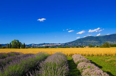 Scenic view of agricultural field against blue sky