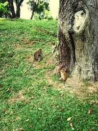 Squirrel on tree trunk in field