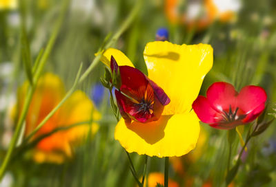 Close-up of butterfly pollinating on yellow flower