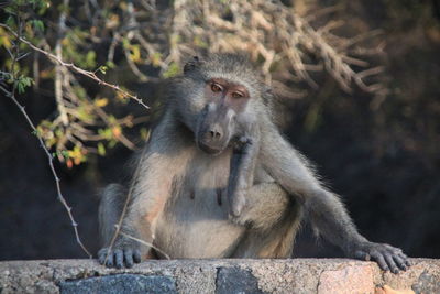 Close-up of monkey