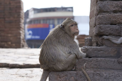 Close-up of monkey