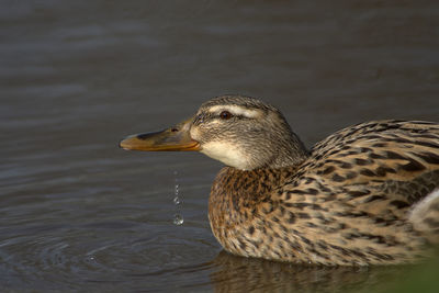 Close-up of duck swimming in lake