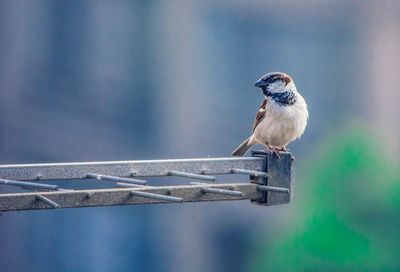 Close-up of bird perching outdoors