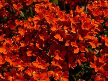 Flourish of red blooms